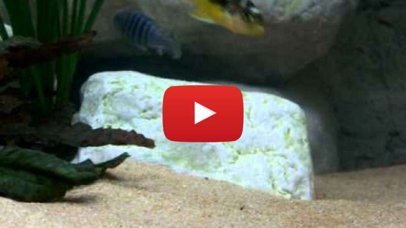 Video bRTnAzwy1vk abspielen