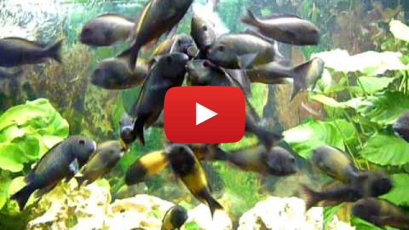 Video bXhVBagjP1M abspielen