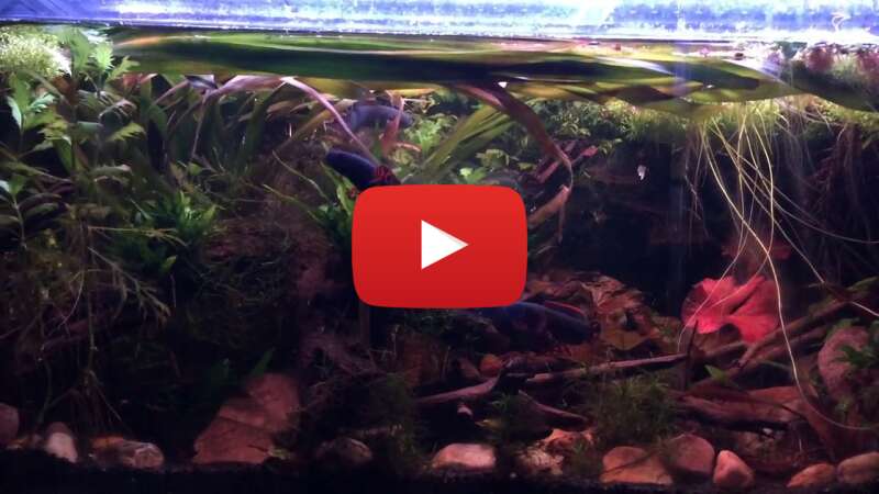 Video bZ2H_c8h-_s abspielen