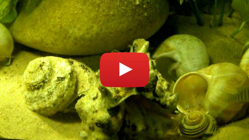 Video b_pNB9FLp6Y abspielen