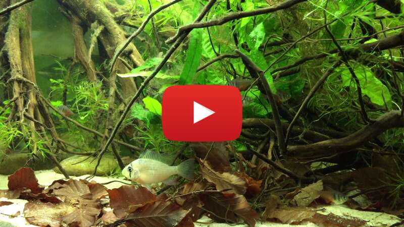 Video bdEdqdZmI9c abspielen