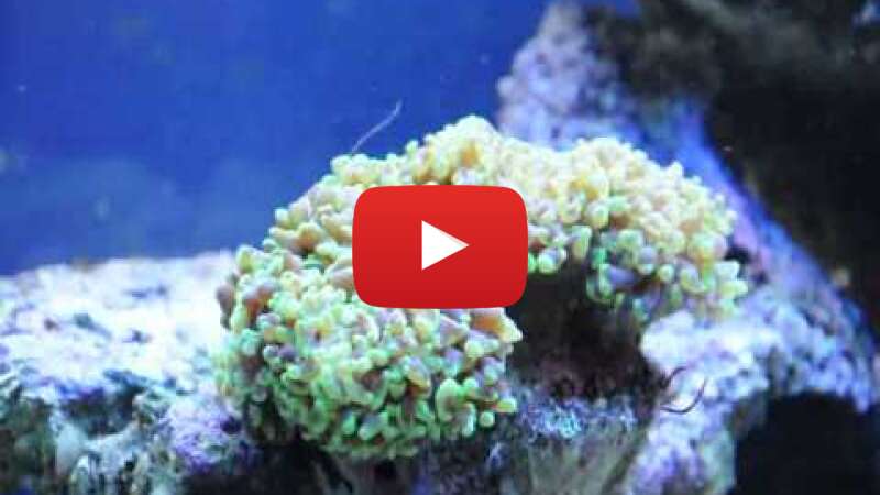 Video bjxrQ2szV5c abspielen