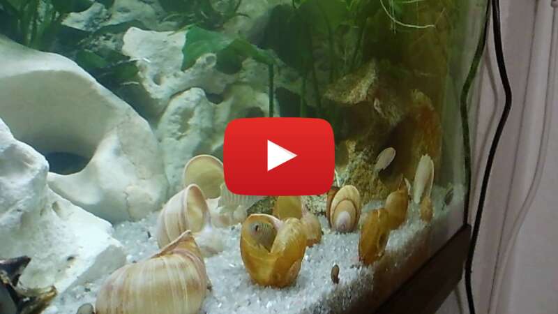 Video bl7m79ntIxs abspielen