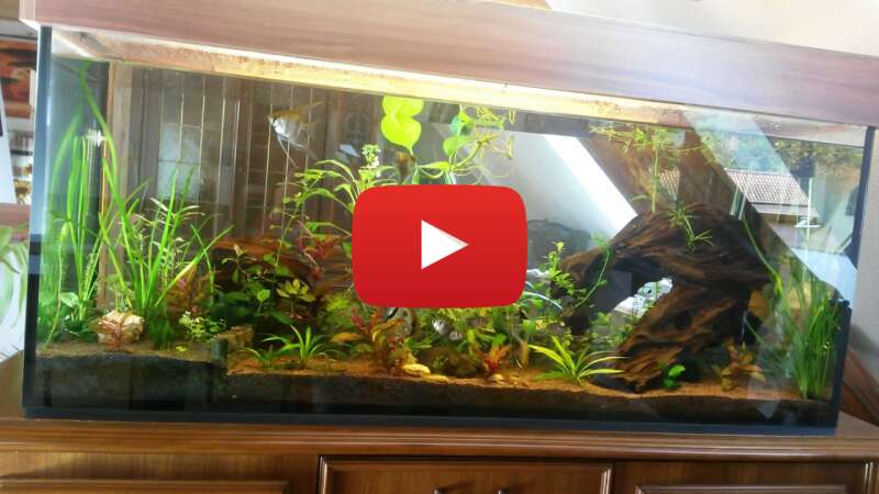 Video blB7vLETPYM abspielen