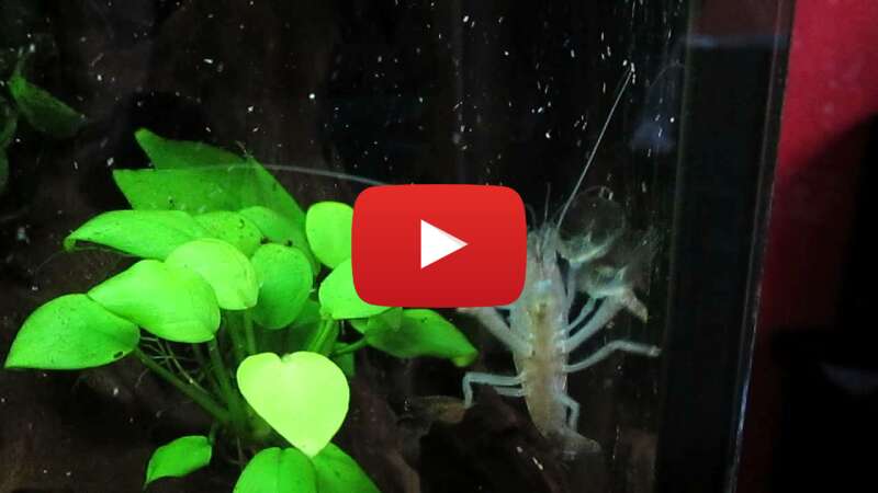 Video bptmHL3kexI abspielen