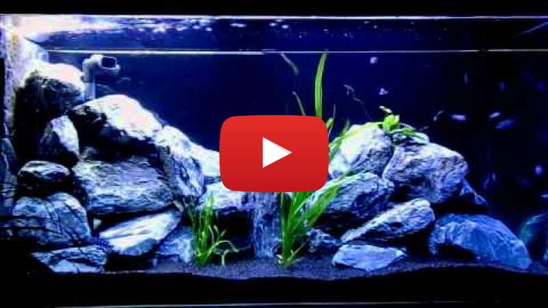 Video bqCd1B1xVC8 abspielen