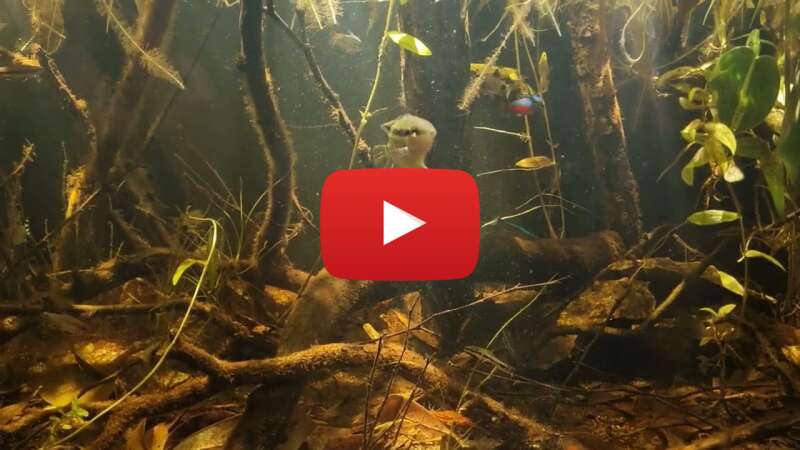 Video bslrI6CS4go abspielen