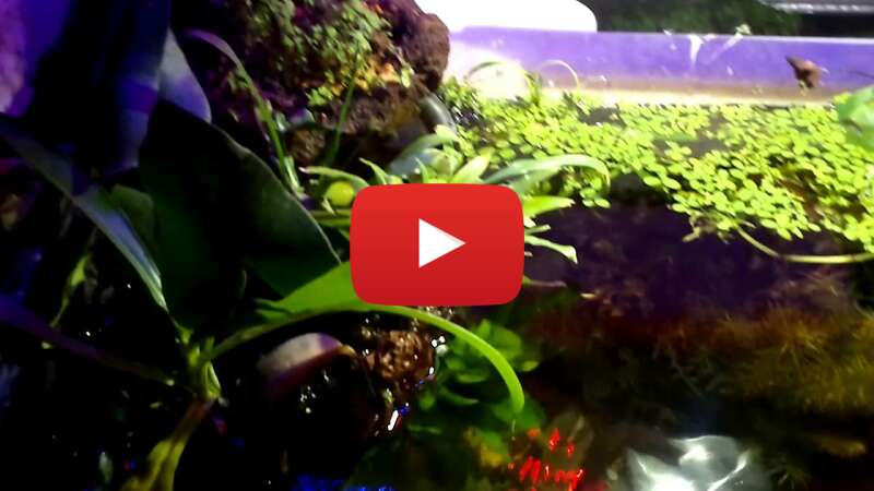 Video bwxEllh1JEY abspielen