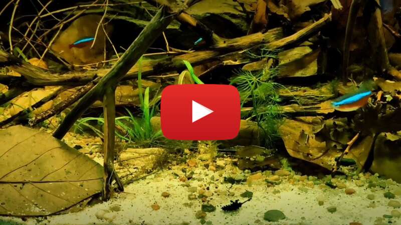 Video bxJpkM_4SDo abspielen