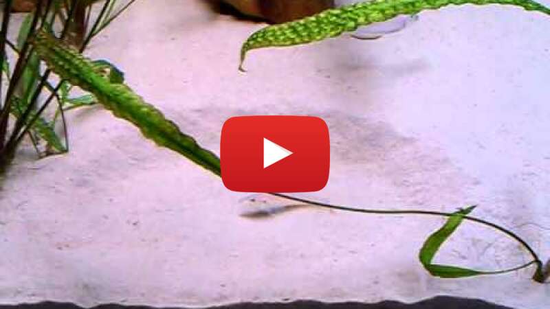 Video byclFOPeTmQ abspielen