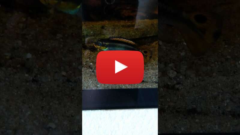 Video bzMWpmMIISU abspielen