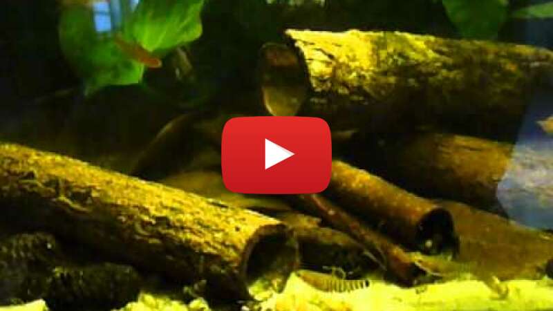 Video c1O9x1IjlJQ abspielen