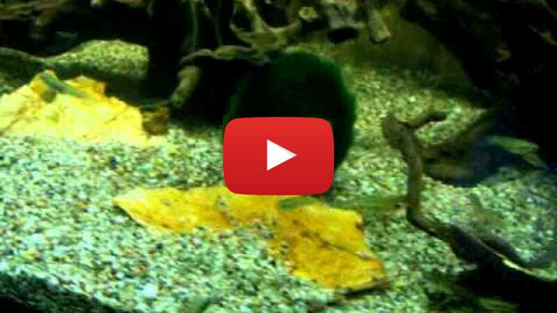 Video c4nu_epCmrg abspielen