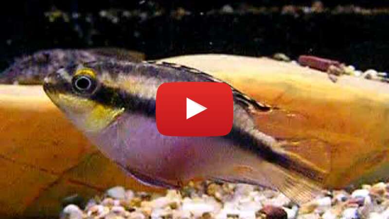 Video c6hBUXQ-13w abspielen