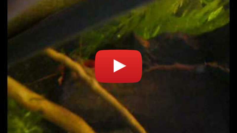 Video c6ouROKsH0A abspielen