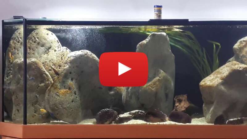 Video c7EV10lHOWc abspielen