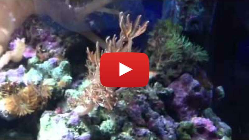 Video c7PSSEbYM6g abspielen