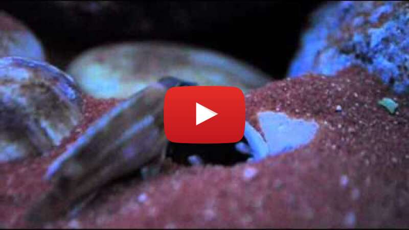 Video c7e1p89XsHE abspielen