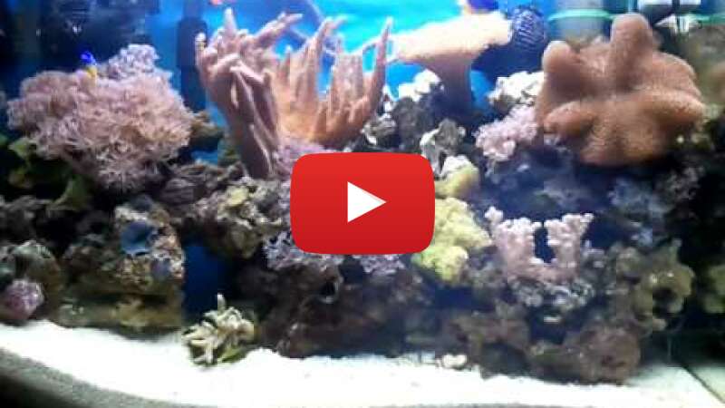 Video c7jkjcOhIX0 abspielen