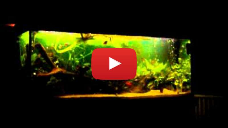 Video c8ozF0nGqFw abspielen