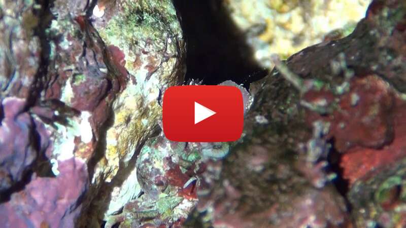 Video c95yRQfmea0 abspielen