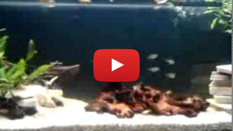 Video cA-9v898Efs abspielen