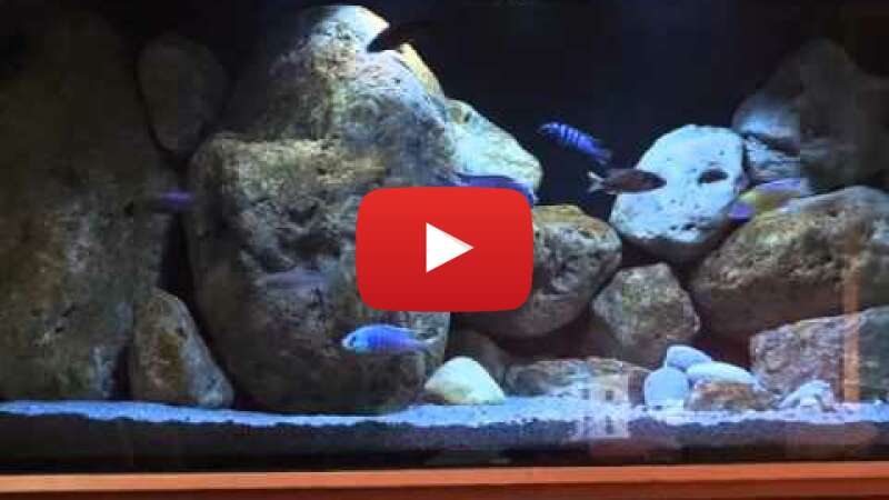 Video cBGq0MhLX2w abspielen