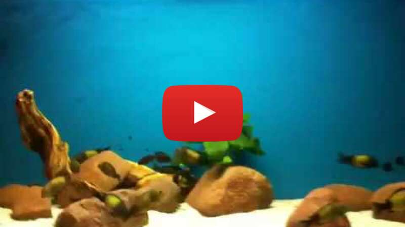 Video cElycxL3QyQ abspielen