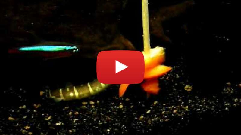 Video cIpSKWHpoj0 abspielen