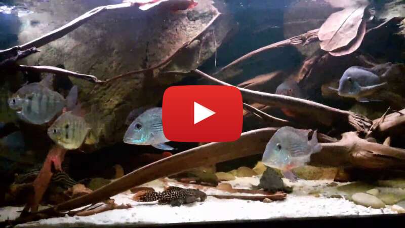 Video cRKrbgEes-k abspielen