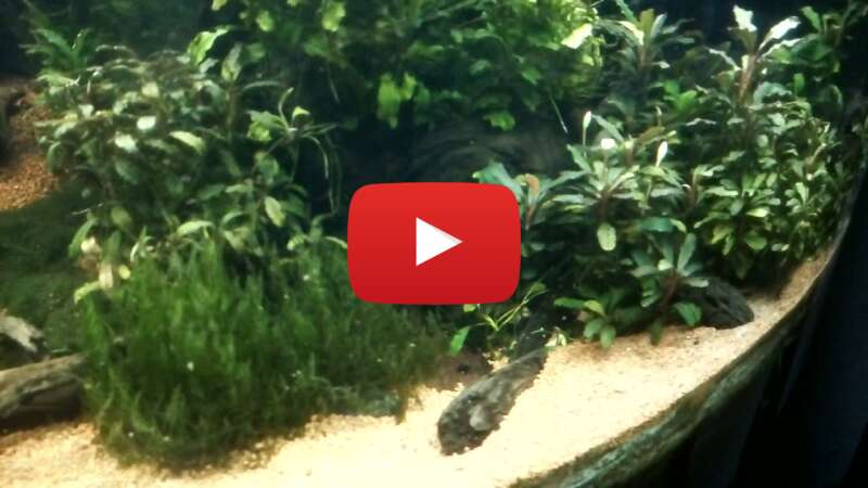 Video cTOK6yHjXso abspielen