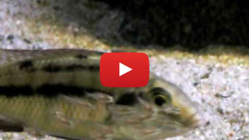 Video cT_N5U7L3zQ abspielen