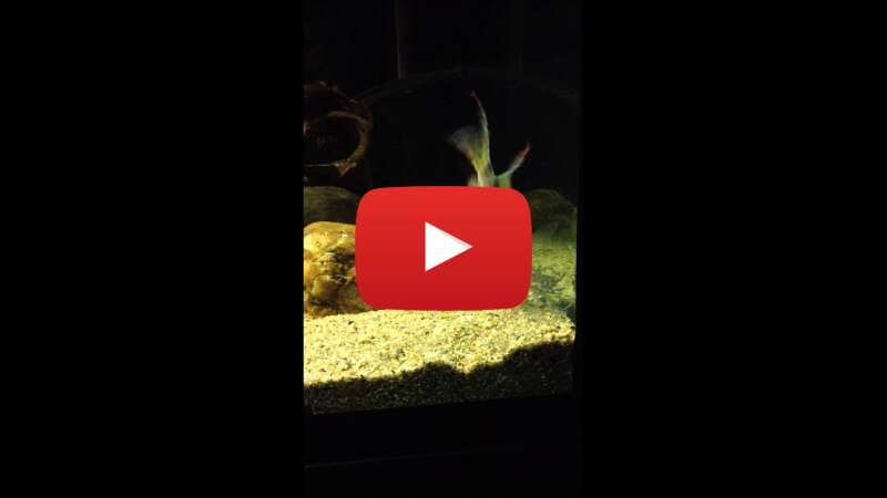 Video cVunMFUFixQ abspielen