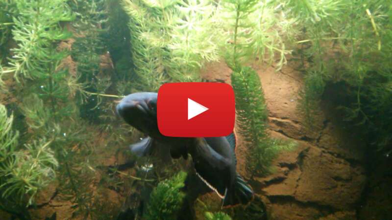 Video cY9nYHJT1Wg abspielen