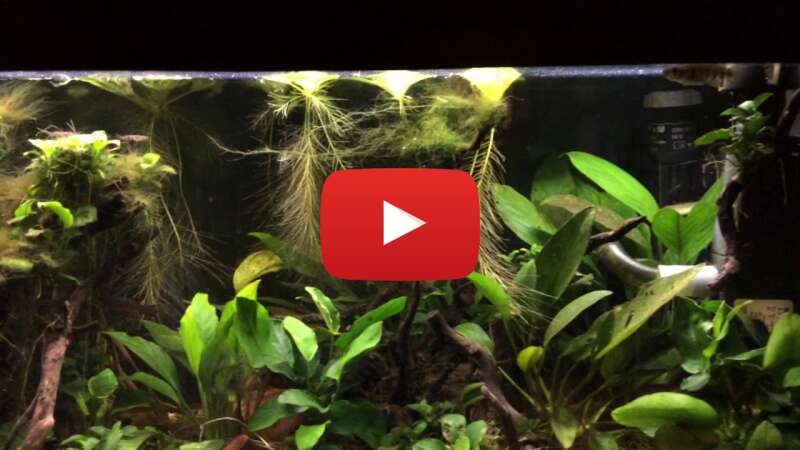 Video cZedd7MFub0 abspielen