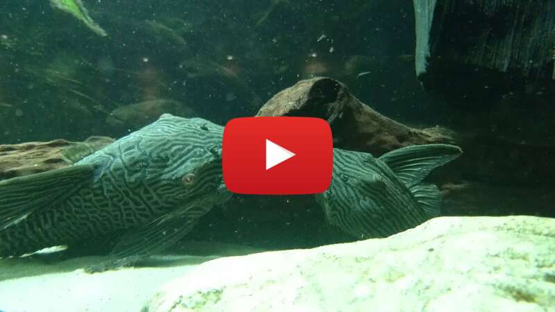 Video cclFpcERDoU abspielen