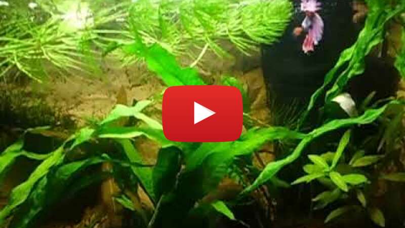 Video cg_fm_lp7io abspielen