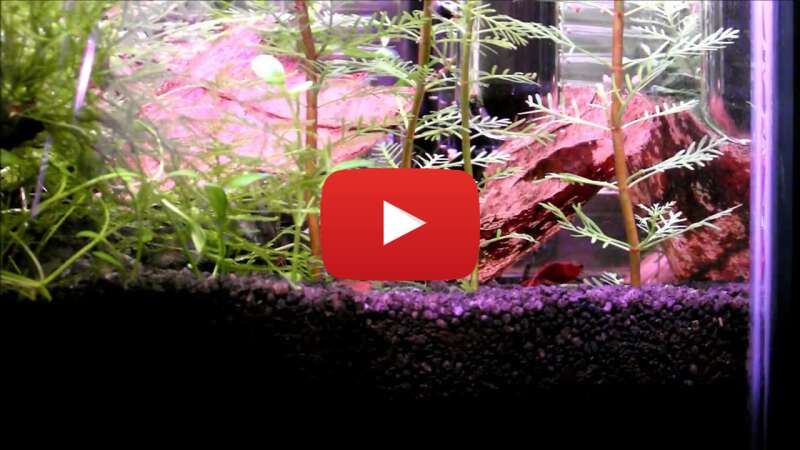 Video ckd-xMRkgnc abspielen