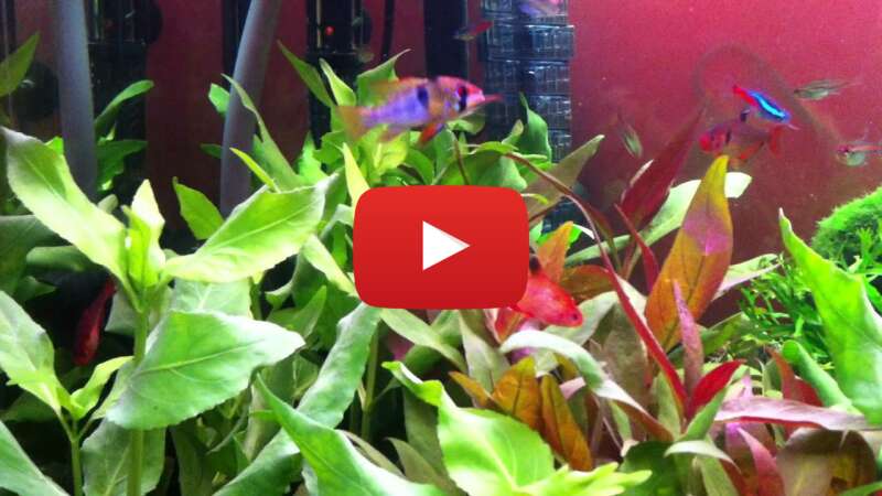 Video ckxw87bTcxQ abspielen