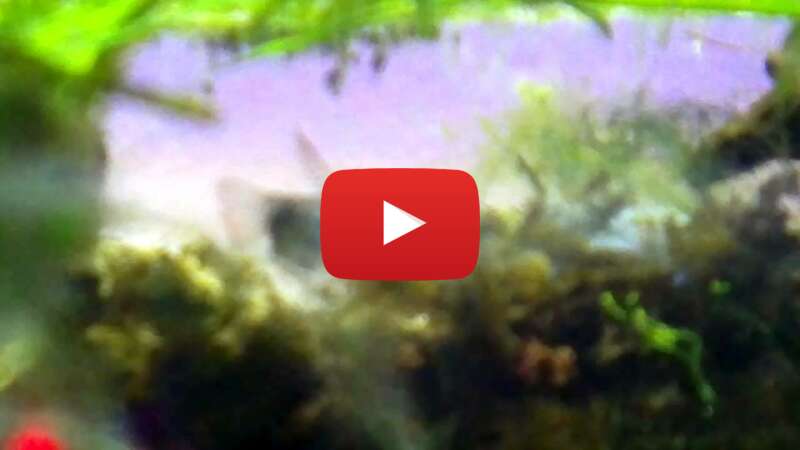 Video cpZ5eOMCKwA abspielen