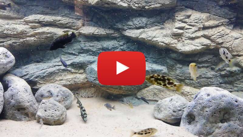 Video cuxWBmx6SGg abspielen