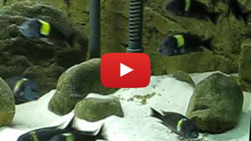 Video cvv4oy9OYZY abspielen