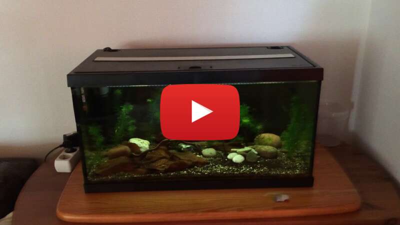 Video cyIYTXbSoTs abspielen