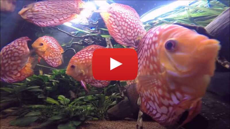 Video d6iKa6ixbu4 abspielen