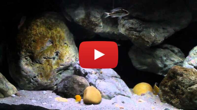 Video d8YrgaVFzv4 abspielen