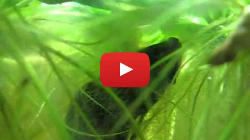 Video d8lB3ROm_jM abspielen