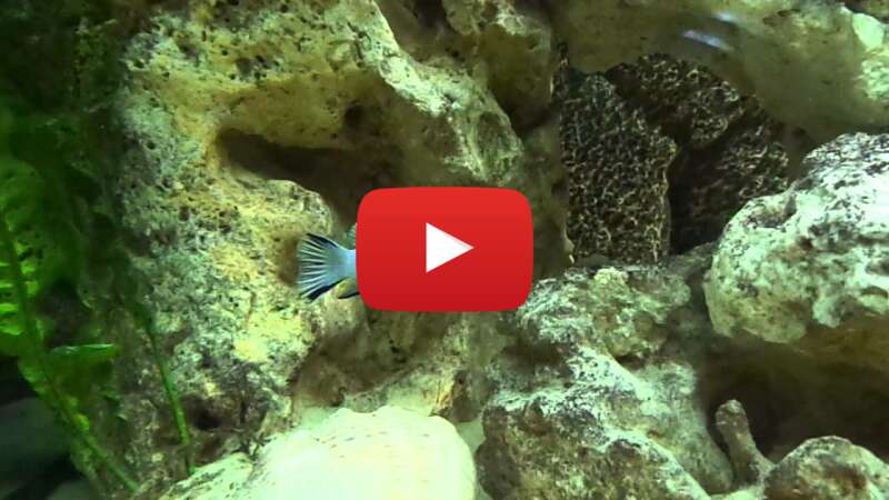 Video dAw950FkvoA abspielen