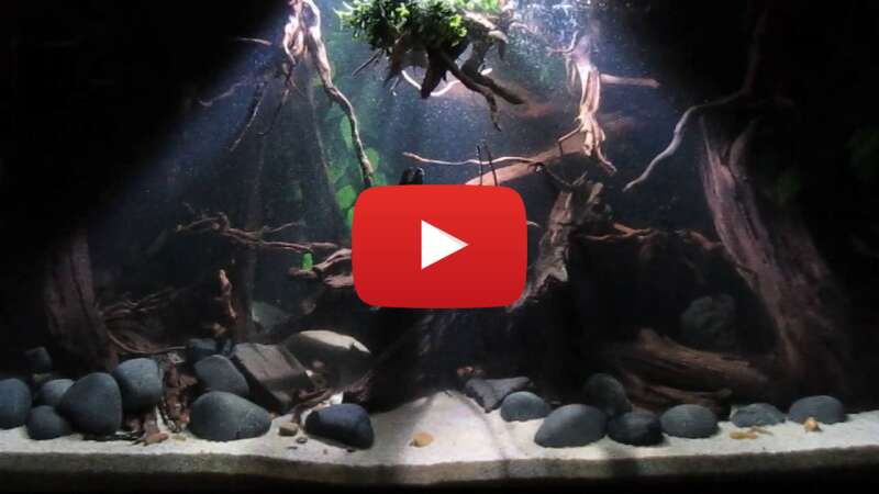 Video dCy1NbtfEeY abspielen