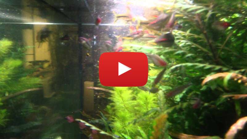 Video dJ1ZkKP5-MY abspielen