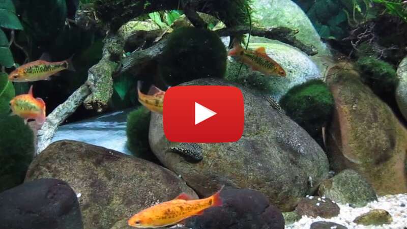 Video dJVghQgM4YI abspielen